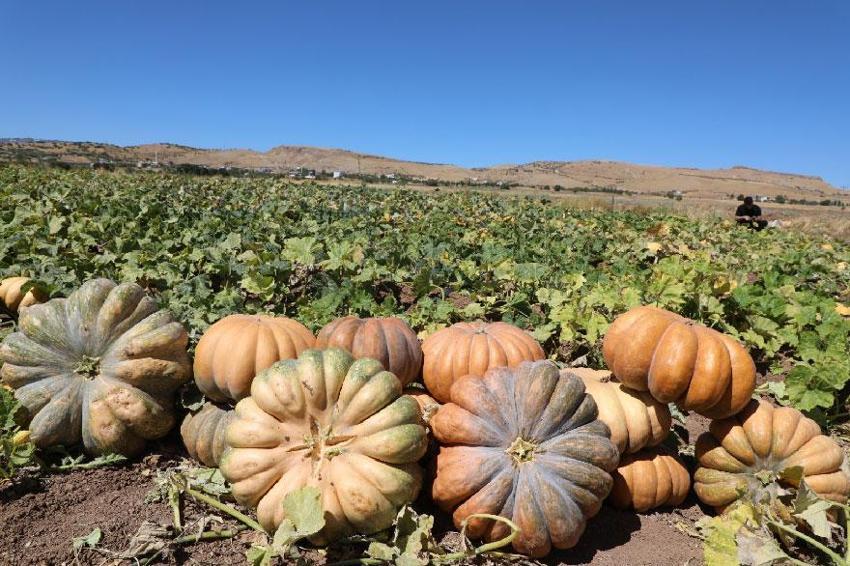 Elazığ'da bal kabağı hasadı başladı! 2 bin 24 dekar alanda 4 bin 74 ton rekolte bekleniyor