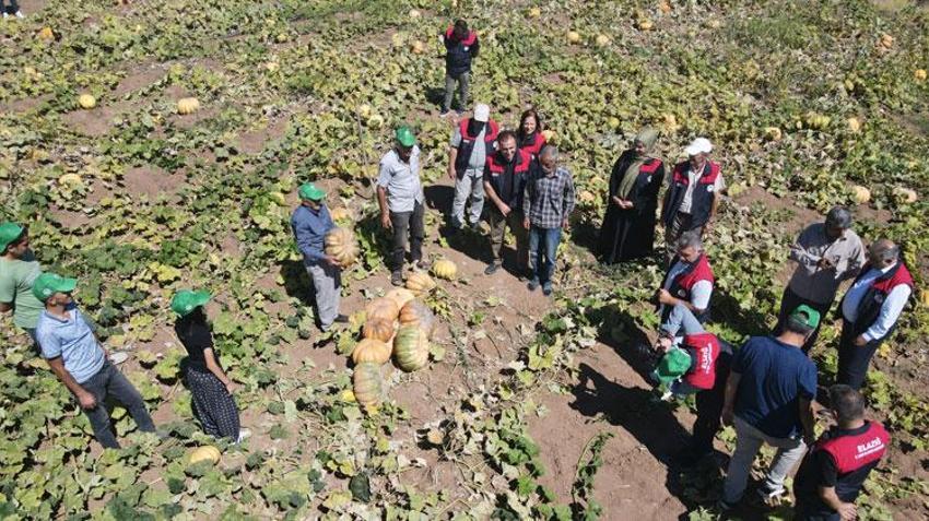 Elazığ'da bal kabağı hasadı başladı! 2 bin 24 dekar alanda 4 bin 74 ton rekolte bekleniyor