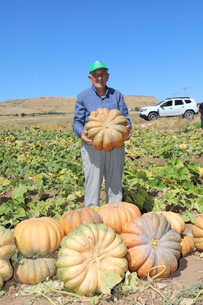 Elazığ'da bal kabağı hasadı başladı! 2 bin 24 dekar alanda 4 bin 74 ton rekolte bekleniyor