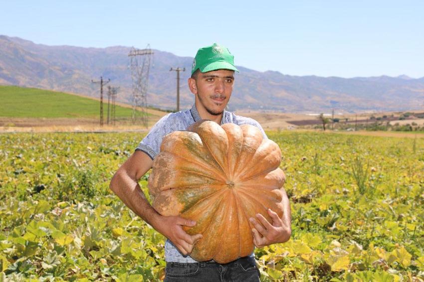 Elazığ'da bal kabağı hasadı başladı! 2 bin 24 dekar alanda 4 bin 74 ton rekolte bekleniyor