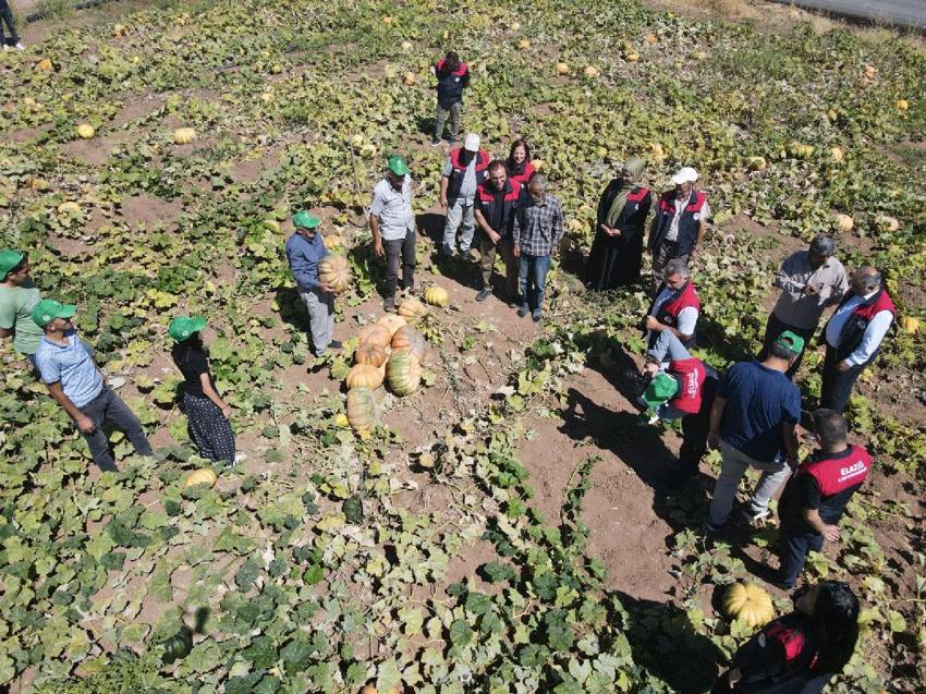 Elazığ'da bal kabağı hasadı başladı! 2 bin 24 dekar alanda 4 bin 74 ton rekolte bekleniyor