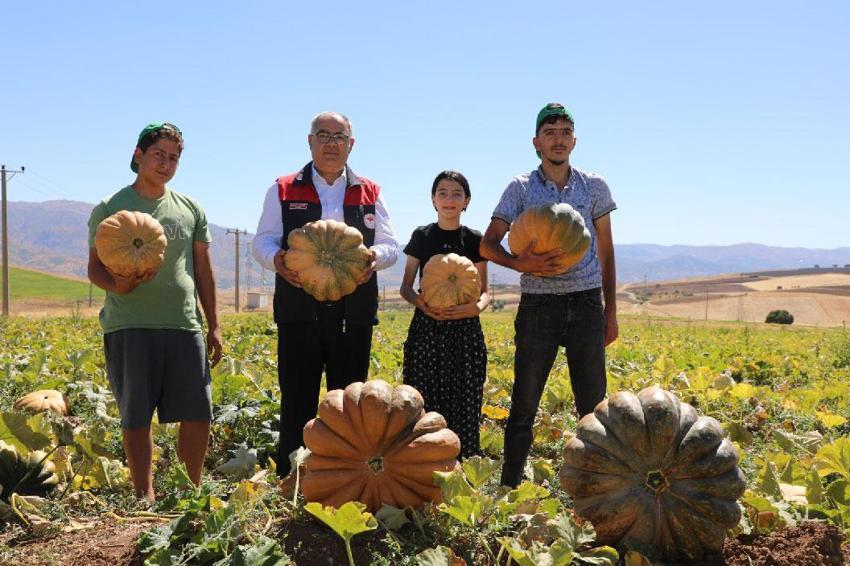 Elazığ'da bal kabağı hasadı başladı! 2 bin 24 dekar alanda 4 bin 74 ton rekolte bekleniyor