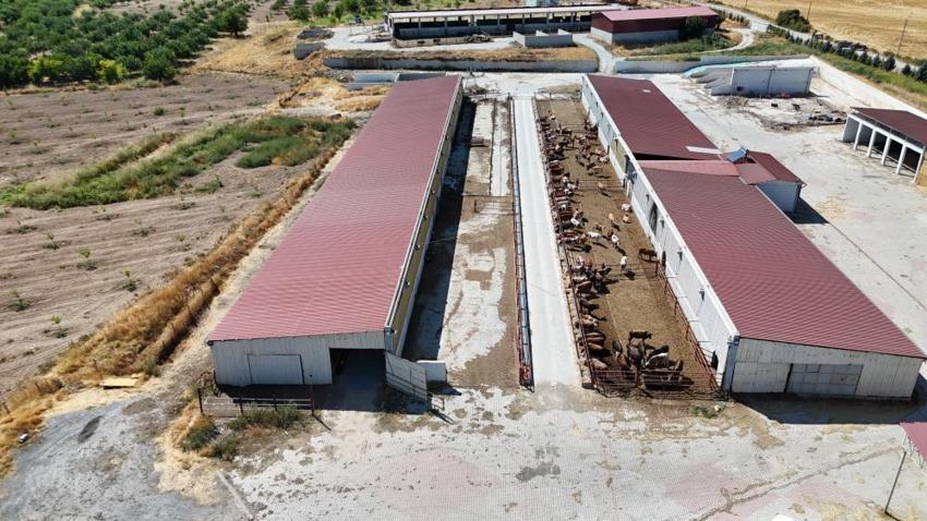 Malatya'da 5 dönümlük alanda binlerce üreticiye destek oluyor: 500 baş hayvanla ihtiyacın tamamı karşılanıyor