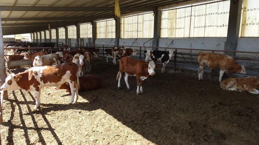 Malatya'da 5 dönümlük alanda binlerce üreticiye destek oluyor: 500 baş hayvanla ihtiyacın tamamı karşılanıyor