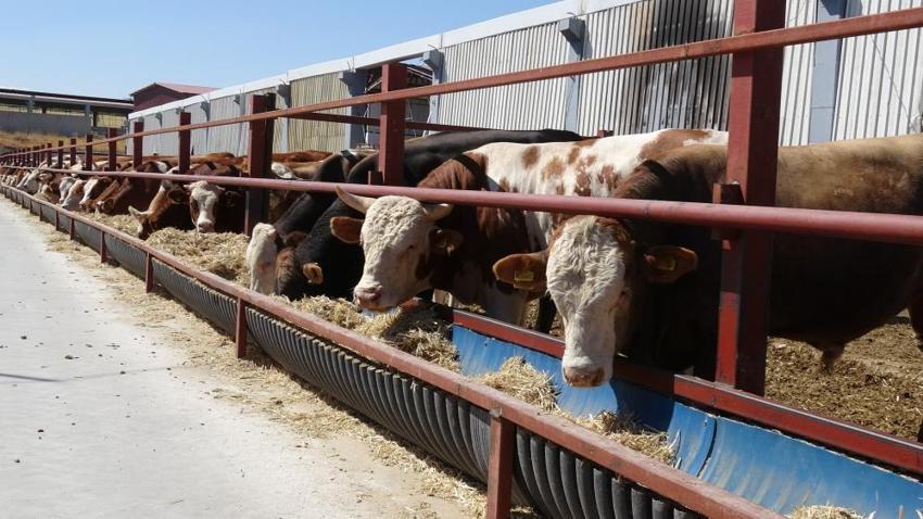 Malatya'da 5 dönümlük alanda binlerce üreticiye destek oluyor: 500 baş hayvanla ihtiyacın tamamı karşılanıyor