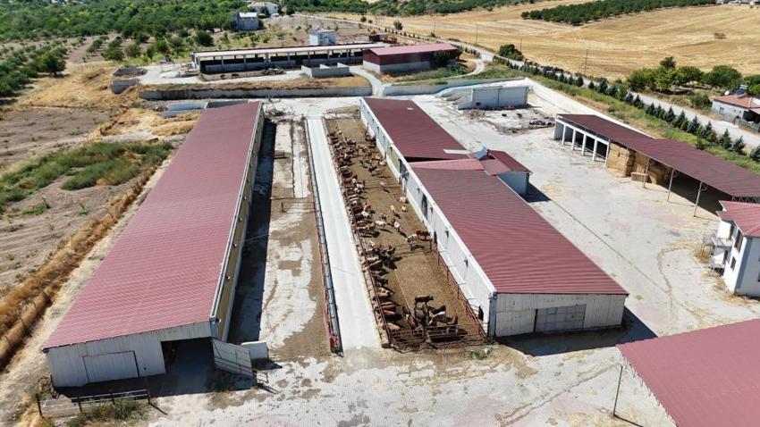 Malatya'da 5 dönümlük alanda binlerce üreticiye destek oluyor: 500 baş hayvanla ihtiyacın tamamı karşılanıyor