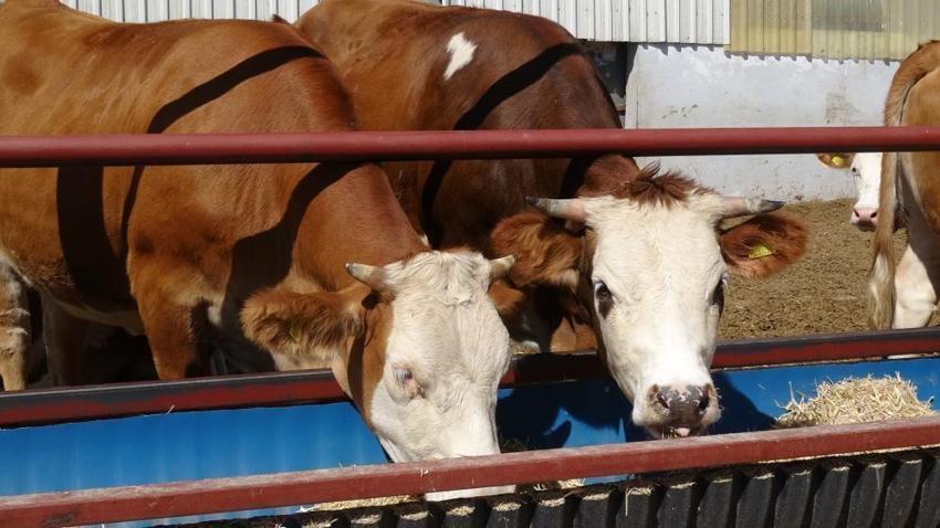Malatya'da 5 dönümlük alanda binlerce üreticiye destek oluyor: 500 baş hayvanla ihtiyacın tamamı karşılanıyor