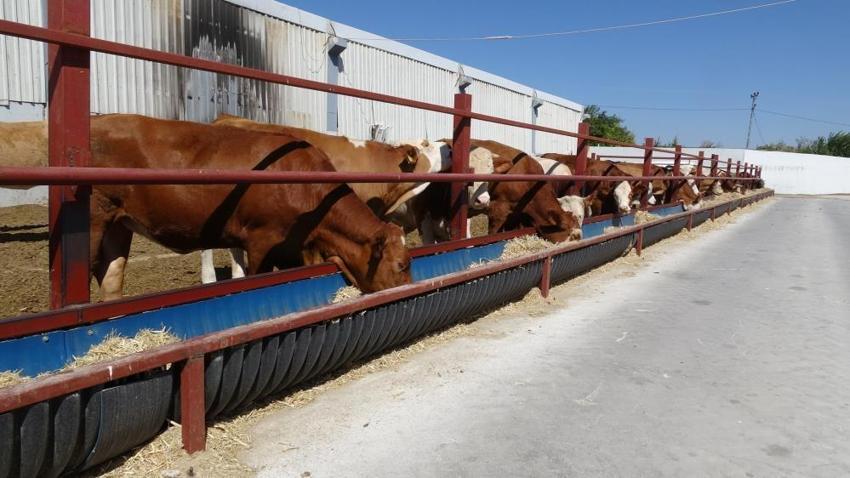 Malatya'da 5 dönümlük alanda binlerce üreticiye destek oluyor: 500 baş hayvanla ihtiyacın tamamı karşılanıyor