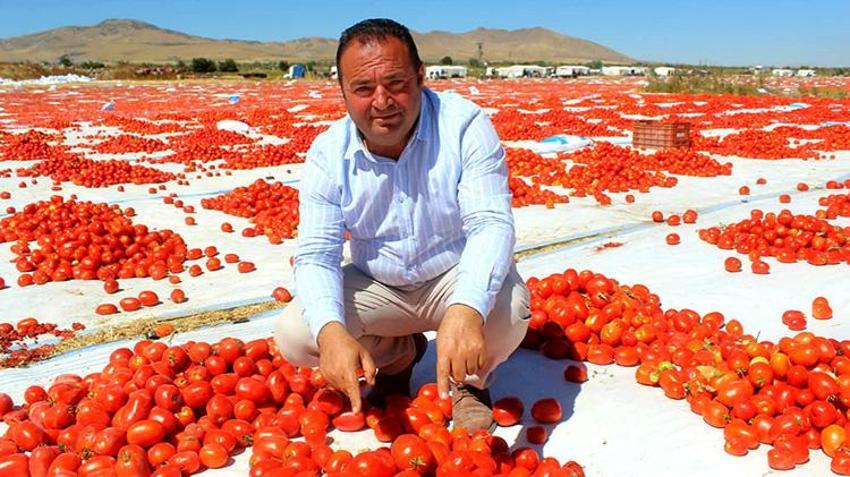 Erciyes'in eteklerinde yetişiyor, özel yöntemlerle kurutuluyor! İtalyan pizzalarının lezzet sırrı Kayseri'den çıkıyor