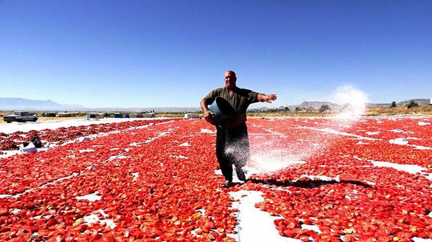 Erciyes'in eteklerinde yetişiyor, özel yöntemlerle kurutuluyor! İtalyan pizzalarının lezzet sırrı Kayseri'den çıkıyor