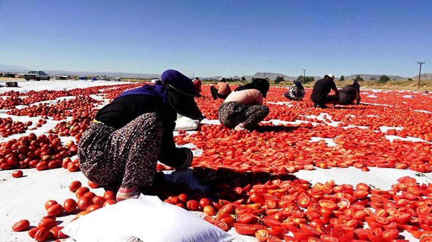 Erciyes'in eteklerinde yetişiyor, özel yöntemlerle kurutuluyor! İtalyan pizzalarının lezzet sırrı Kayseri'den çıkıyor