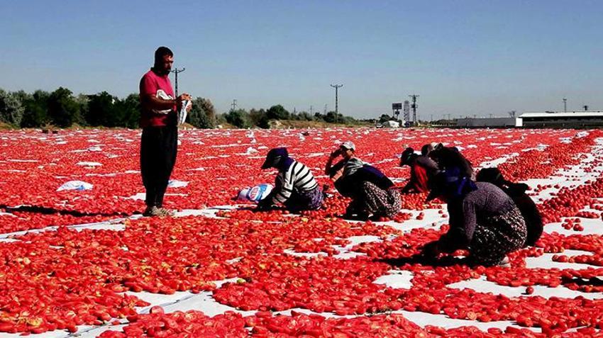 Erciyes'in eteklerinde yetişiyor, özel yöntemlerle kurutuluyor! İtalyan pizzalarının lezzet sırrı Kayseri'den çıkıyor
