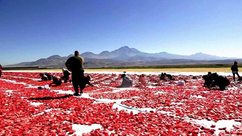 Erciyes'in eteklerinde yetişiyor, özel yöntemlerle kurutuluyor! İtalyan pizzalarının lezzet sırrı Kayseri'den çıkıyor