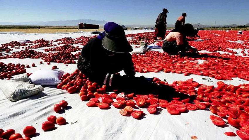 Erciyes'in eteklerinde yetişiyor, özel yöntemlerle kurutuluyor! İtalyan pizzalarının lezzet sırrı Kayseri'den çıkıyor