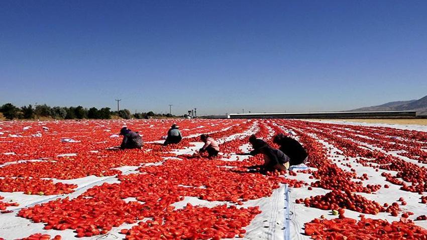 Erciyes'in eteklerinde yetişiyor, özel yöntemlerle kurutuluyor! İtalyan pizzalarının lezzet sırrı Kayseri'den çıkıyor