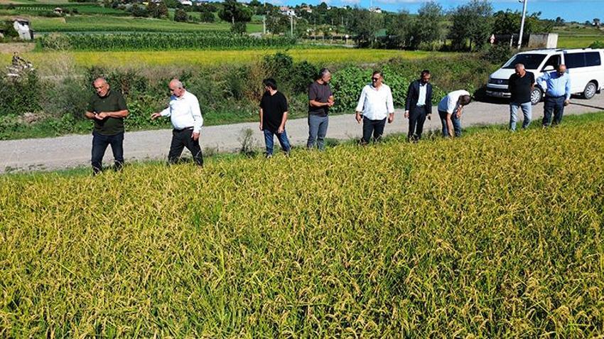 Hava şartları çiftçiyi zorladı ama umutlar taze: Bafra Ovası'nda çeltik hasadı için geri sayım başladı!