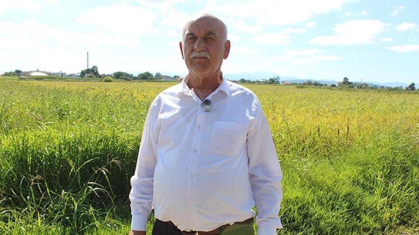 Hava şartları çiftçiyi zorladı ama umutlar taze: Bafra Ovası'nda çeltik hasadı için geri sayım başladı!