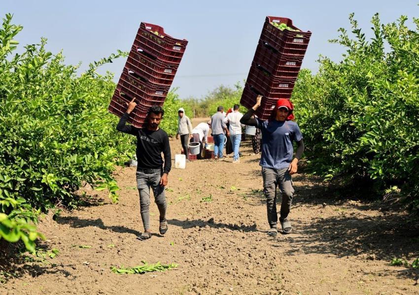 Türkiye'nin narenciye ihtiyacının yüzde 40'ını karşılıyor! 218 bin dönüm alanda hasat mesaisi için geri sayım başladı: Tarlada 6-12 liradan alıcı buluyor