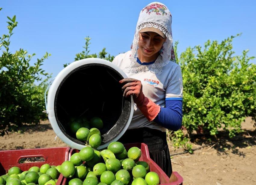 Türkiye'nin narenciye ihtiyacının yüzde 40'ını karşılıyor! 218 bin dönüm alanda hasat mesaisi için geri sayım başladı: Tarlada 6-12 liradan alıcı buluyor