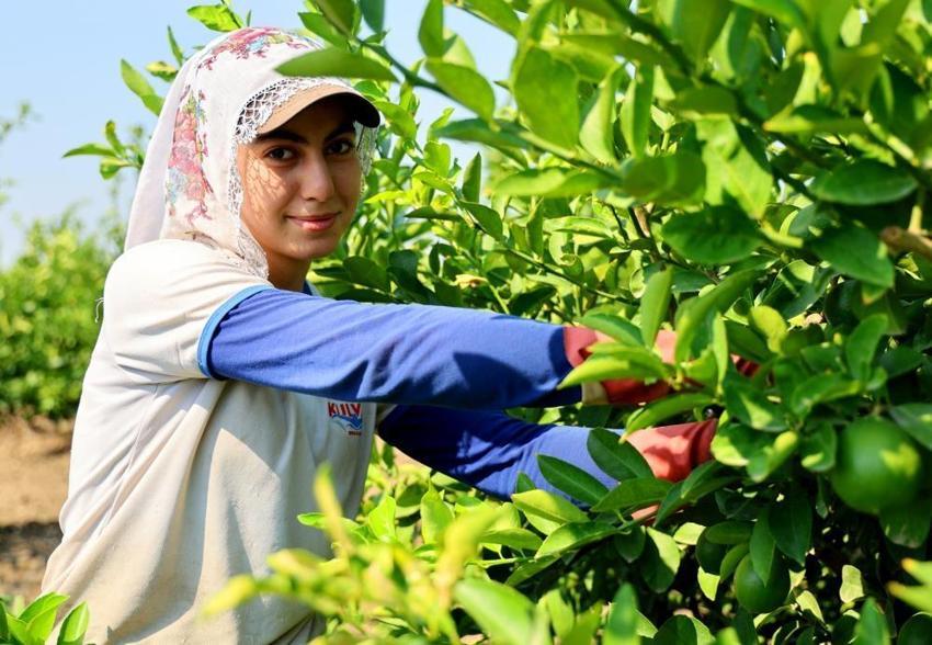 Türkiye'nin narenciye ihtiyacının yüzde 40'ını karşılıyor! 218 bin dönüm alanda hasat mesaisi için geri sayım başladı: Tarlada 6-12 liradan alıcı buluyor