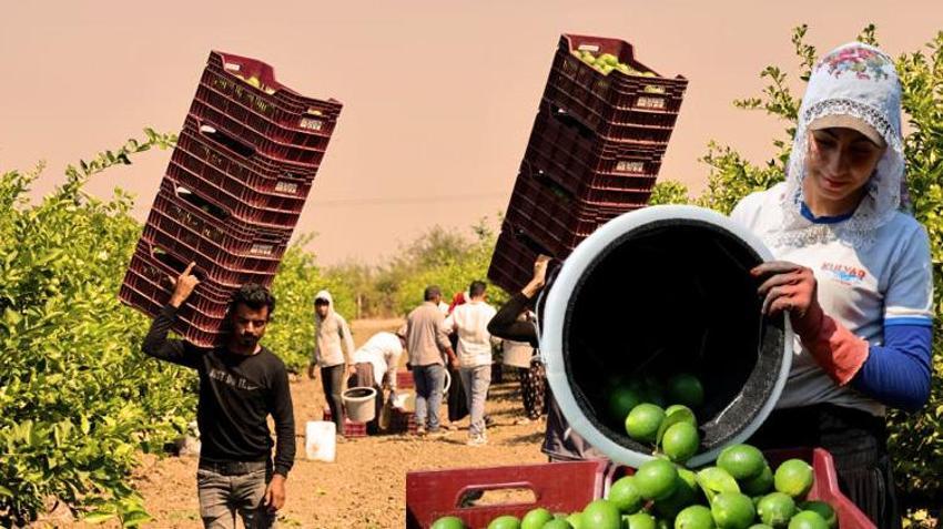 Türkiye'nin narenciye ihtiyacının yüzde 40'ını karşılıyor! 218 bin dönüm alanda hasat mesaisi için geri sayım başladı: Tarlada 6-12 liradan alıcı buluyor