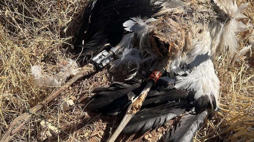 İsveç Prensesi Victoria'nın adını verdiği leylek Karaman'da ölü bulundu: Göç yolculuğu acı bitti!