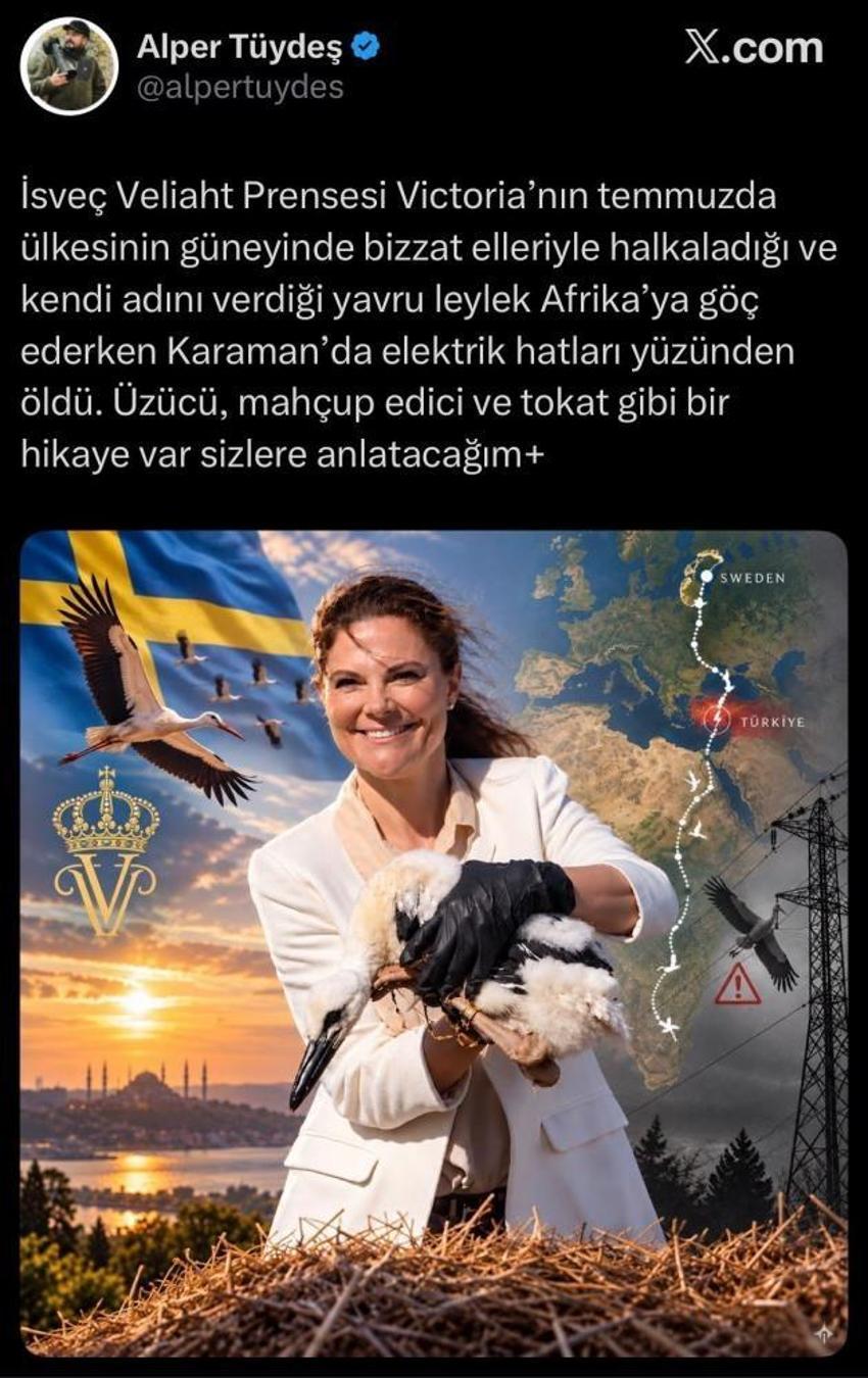 İsveç Prensesi Victoria'nın adını verdiği leylek Karaman'da ölü bulundu: Göç yolculuğu acı bitti!