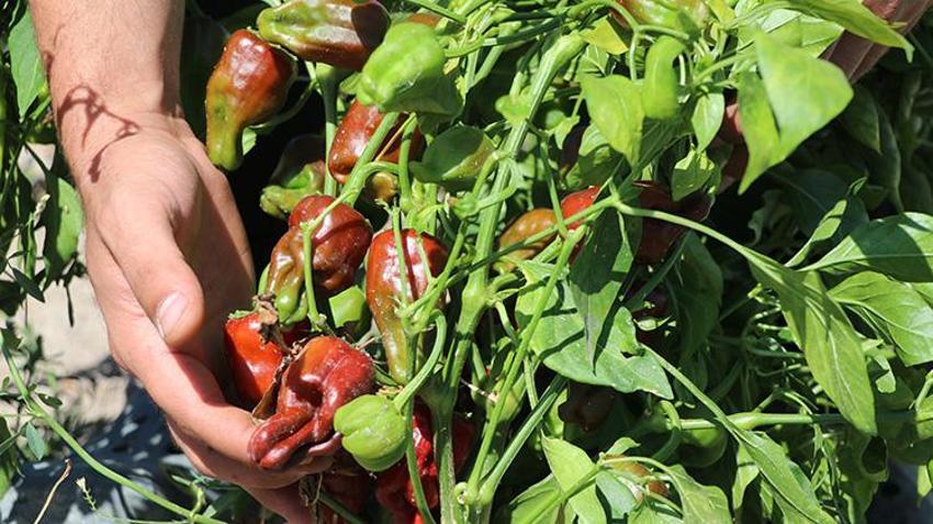 Kayseri'nin tescilli lezzeti çatılardan sokaklara geleneksel yöntemlerle kurutuluyor!