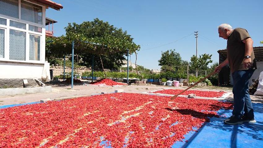 Kayseri'nin tescilli lezzeti çatılardan sokaklara geleneksel yöntemlerle kurutuluyor!