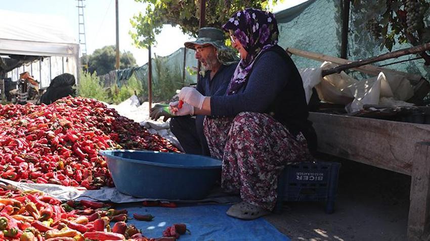 Kayseri'nin tescilli lezzeti çatılardan sokaklara geleneksel yöntemlerle kurutuluyor!