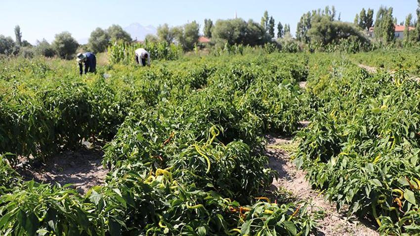 Kayseri'nin tescilli lezzeti çatılardan sokaklara geleneksel yöntemlerle kurutuluyor!