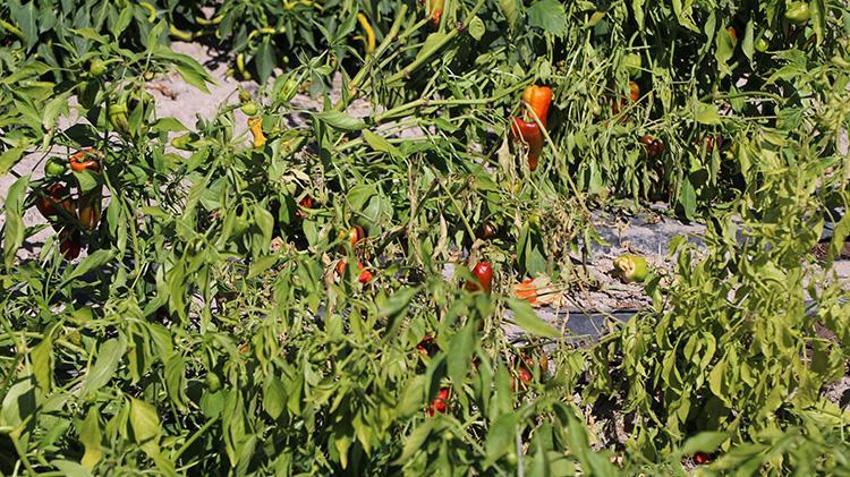 Kayseri'nin tescilli lezzeti çatılardan sokaklara geleneksel yöntemlerle kurutuluyor!
