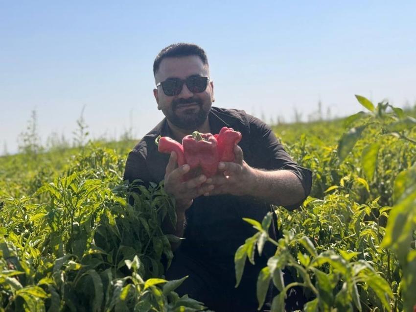 Çuvallarla satın alıyorlar! Şanlıurfa'da hasat başladı: Kilosu 30 TL, yok satıyor