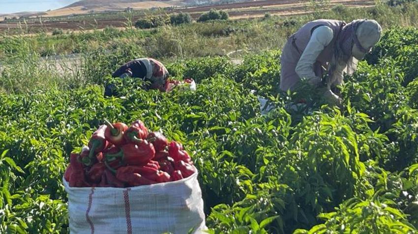 Çuvallarla satın alıyorlar! Şanlıurfa'da hasat başladı: Kilosu 30 TL, yok satıyor