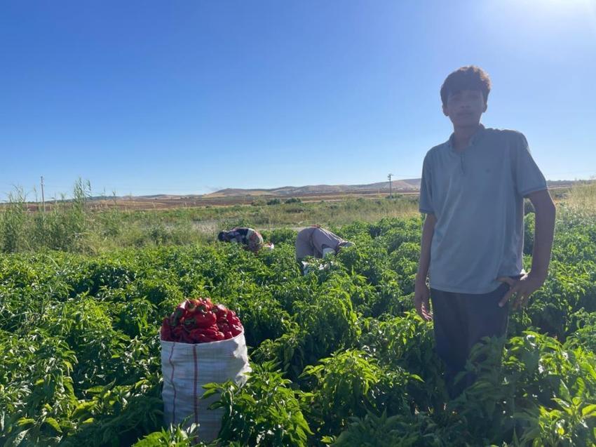 Çuvallarla satın alıyorlar! Şanlıurfa'da hasat başladı: Kilosu 30 TL, yok satıyor