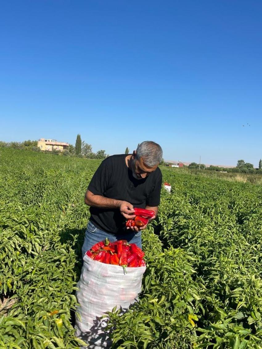 Çuvallarla satın alıyorlar! Şanlıurfa'da hasat başladı: Kilosu 30 TL, yok satıyor