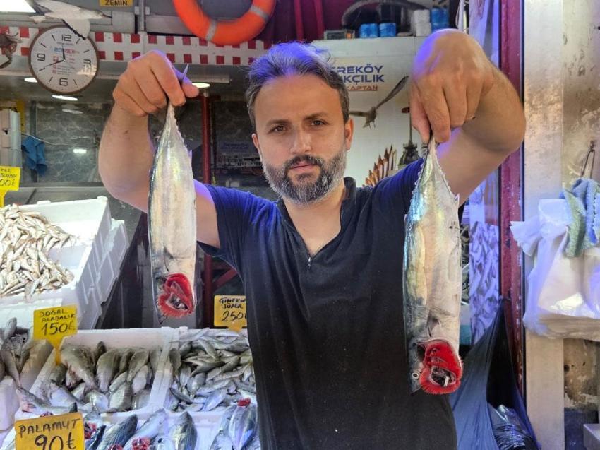 Karadeniz'de balık bolluğu sürüyor! Palamut bedavadan biraz daha pahalı: Tanesi 50 TL