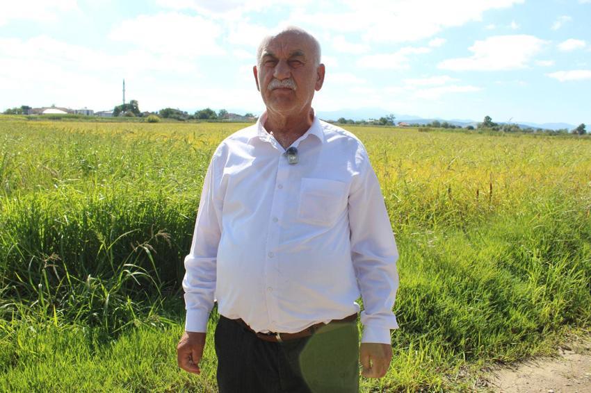 Bafra Ovası'nda 165 bin dekar alanda çeltik üretimi yapılıyor üreticiler fiyatların belirlenmesini bekliyor