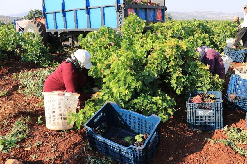 Kilis'in 'horoz karası'nda hasat başladı! Kurutulan üzümler Türkiye'nin her yerine gönderiliyor