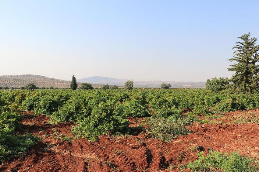 Kilis'in 'horoz karası'nda hasat başladı! Kurutulan üzümler Türkiye'nin her yerine gönderiliyor