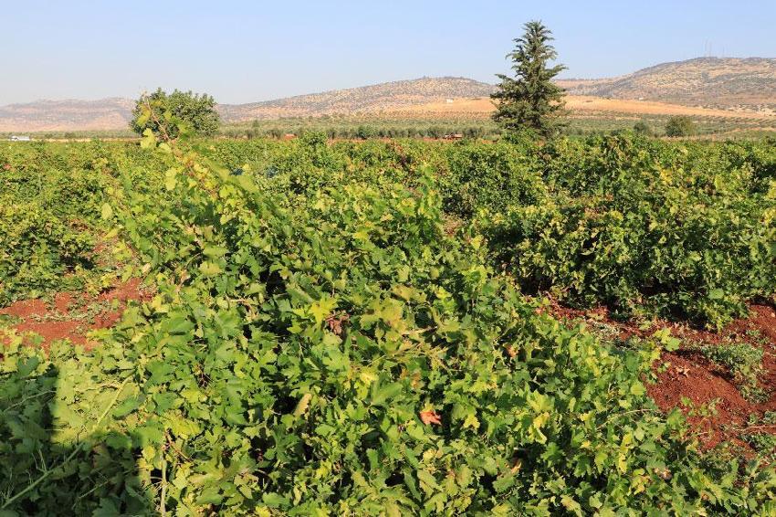 Kilis'in 'horoz karası'nda hasat başladı! Kurutulan üzümler Türkiye'nin her yerine gönderiliyor