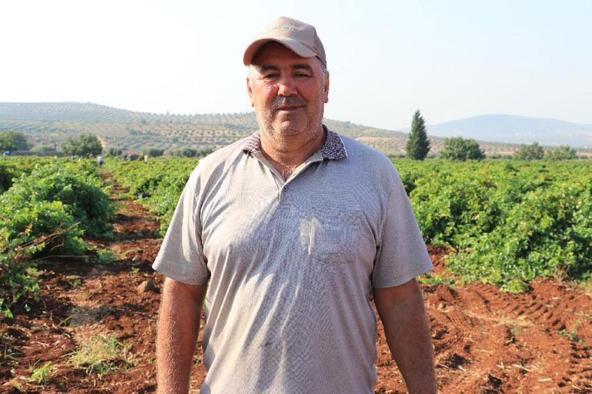Kilis'in 'horoz karası'nda hasat başladı! Kurutulan üzümler Türkiye'nin her yerine gönderiliyor