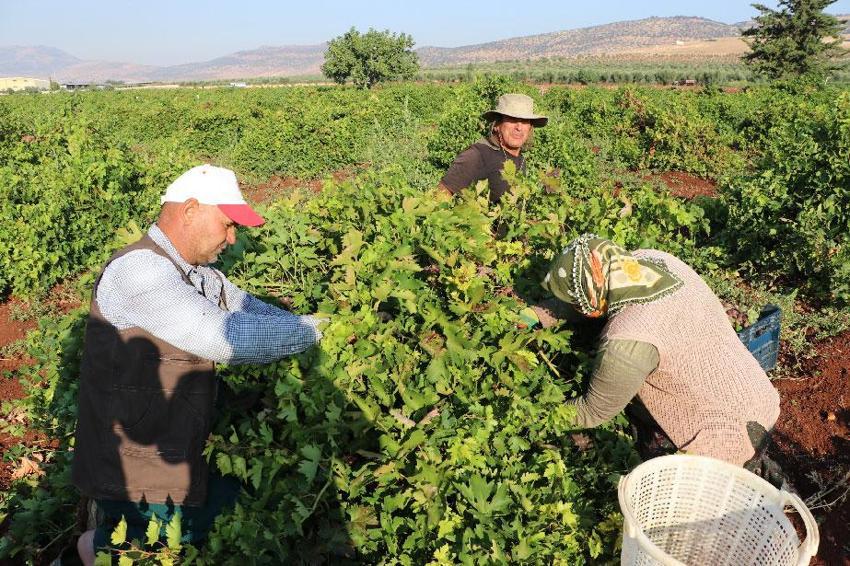Kilis'in 'horoz karası'nda hasat başladı! Kurutulan üzümler Türkiye'nin her yerine gönderiliyor