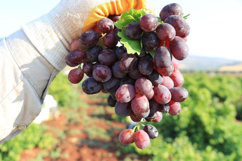 Kilis'in 'horoz karası'nda hasat başladı! Kurutulan üzümler Türkiye'nin her yerine gönderiliyor