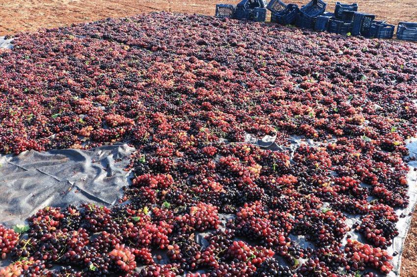 Kilis'in 'horoz karası'nda hasat başladı! Kurutulan üzümler Türkiye'nin her yerine gönderiliyor