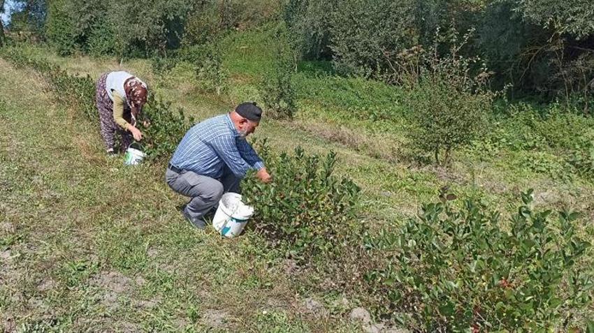 Devlet desteğiyle kurdular! 2 yıl sonra ilk ürünlerini aldılar: Şimdi Türkiye'nin her yerinden talep yağıyor