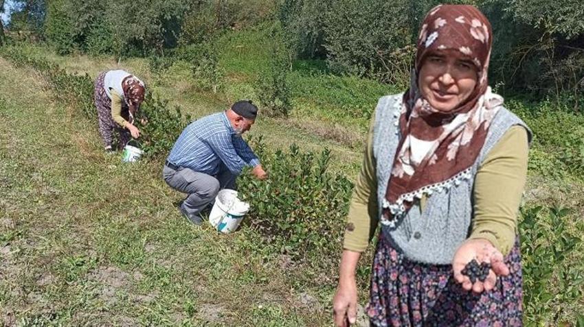 Devlet desteğiyle kurdular! 2 yıl sonra ilk ürünlerini aldılar: Şimdi Türkiye'nin her yerinden talep yağıyor