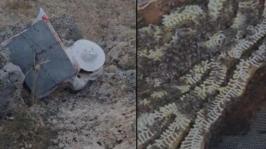 Elazığ'da zorlu mesai! Ayılardan korumak için kayalıklardan sarkıttılar