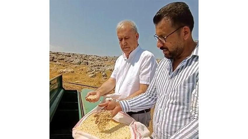 Gaziantep Araban’da yerli tohum hamlesi: Zambak Anaç Sarımsak ekimi yapıldı