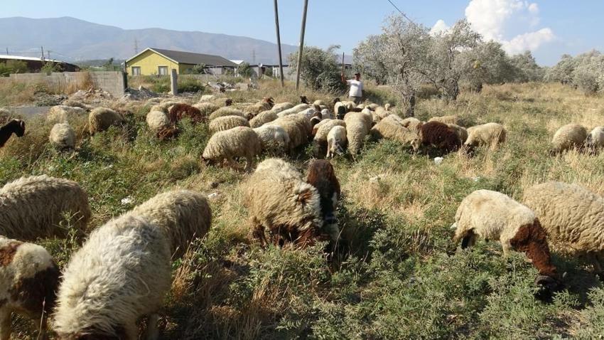 Aylık 80 bin TL'ye kabul etti: Günlük 10 litre su tüketiyor